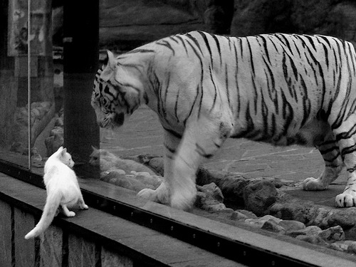 全国青少年铁人三项比赛在武汉成功举办,全国铁人三项冠军是谁