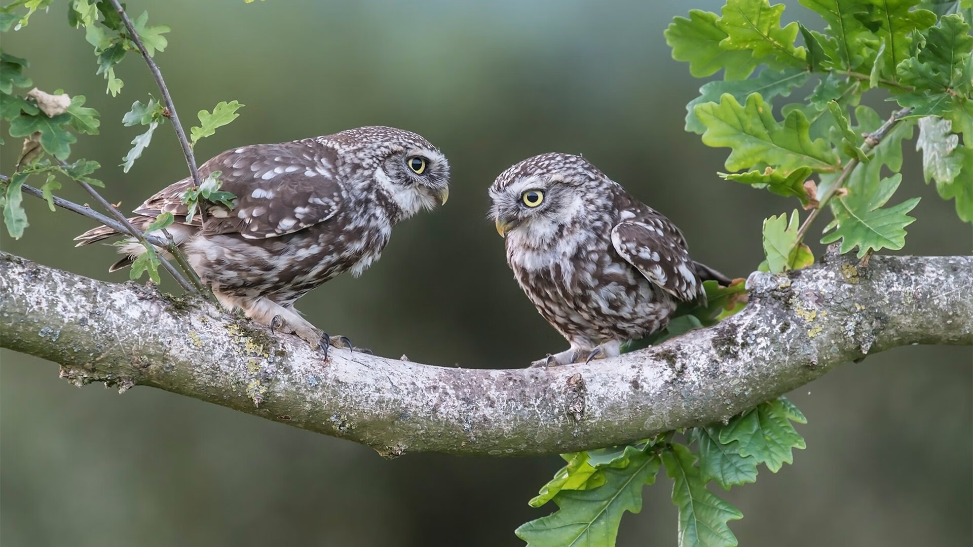 “四川省体育馆：拳击赛事迎来‘一击定生死’的激烈较量”