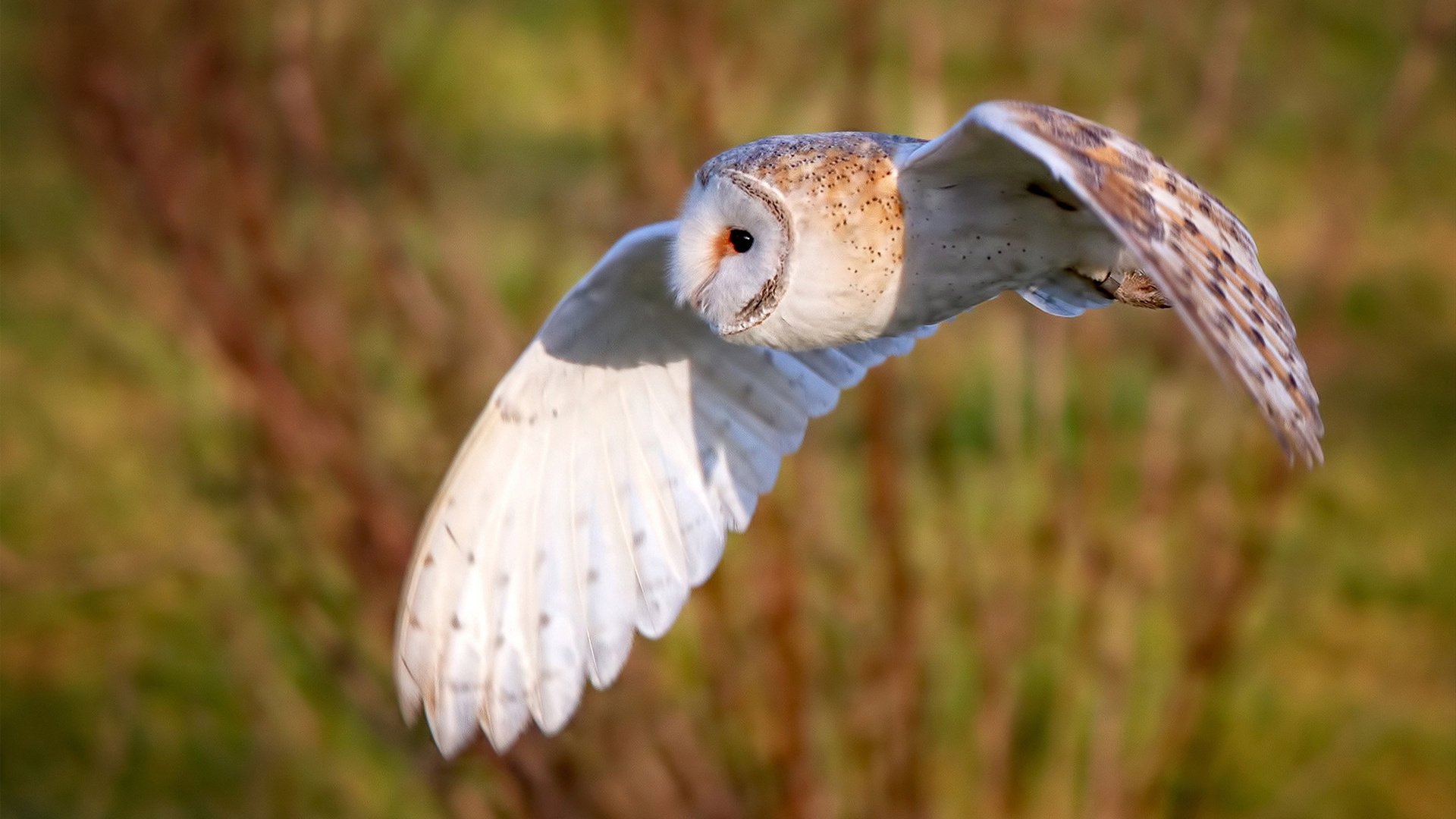五大联赛是否出现更多由门将发起的直接进攻组织,五大联赛会变化吗