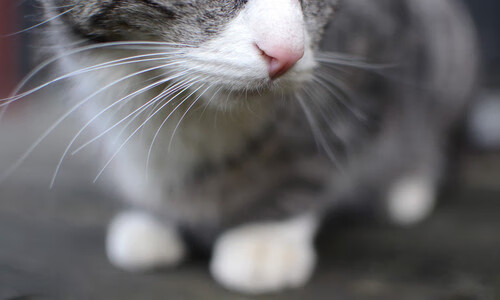 爱游戏app下载-北京鸭侧翼球员提升命中率打破得分僵局，北京鸭的羽毛