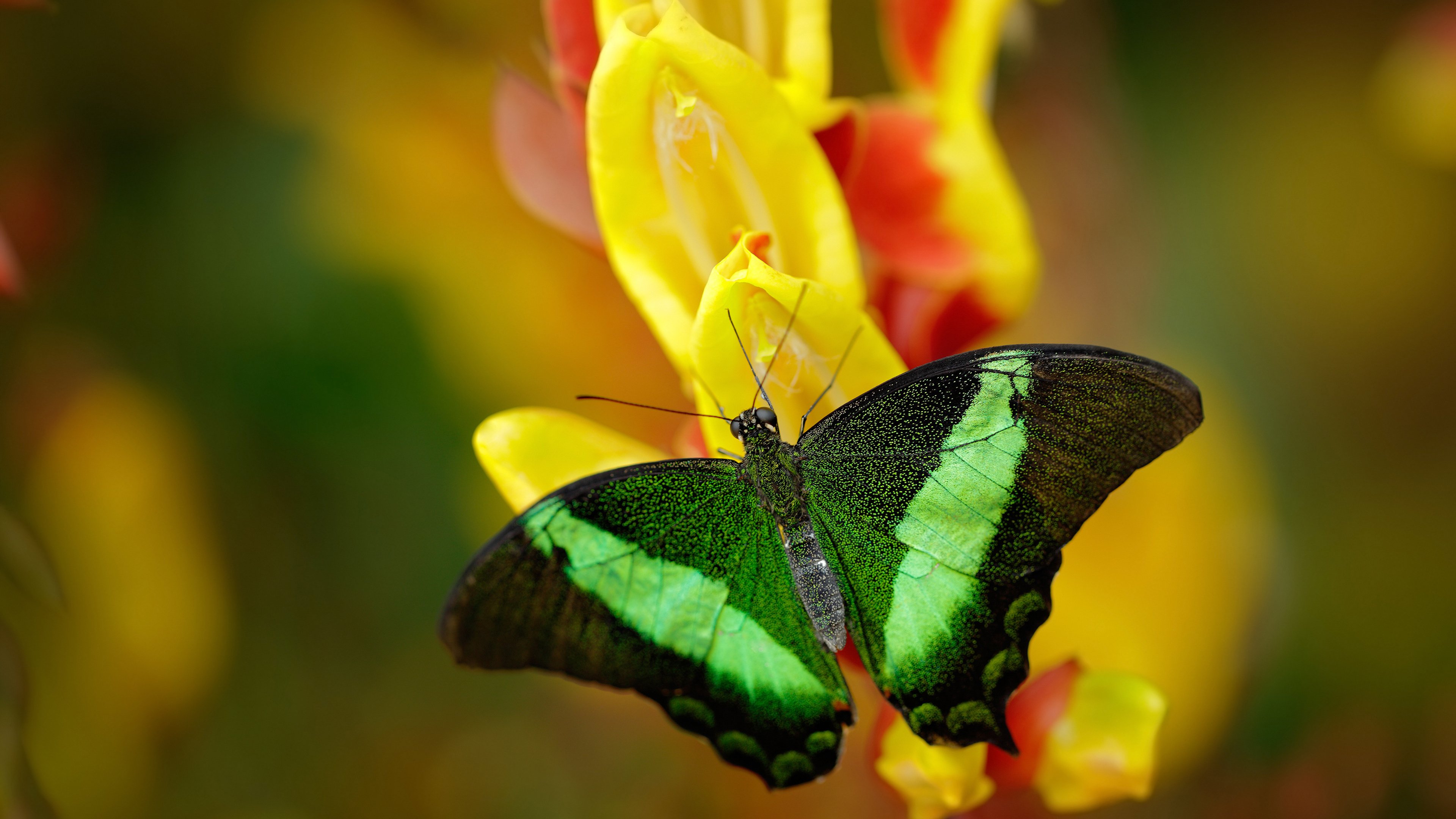 爱游戏官方网站-Kós胜出200IM，为匈牙利拿下金牌，匈牙利 冠军