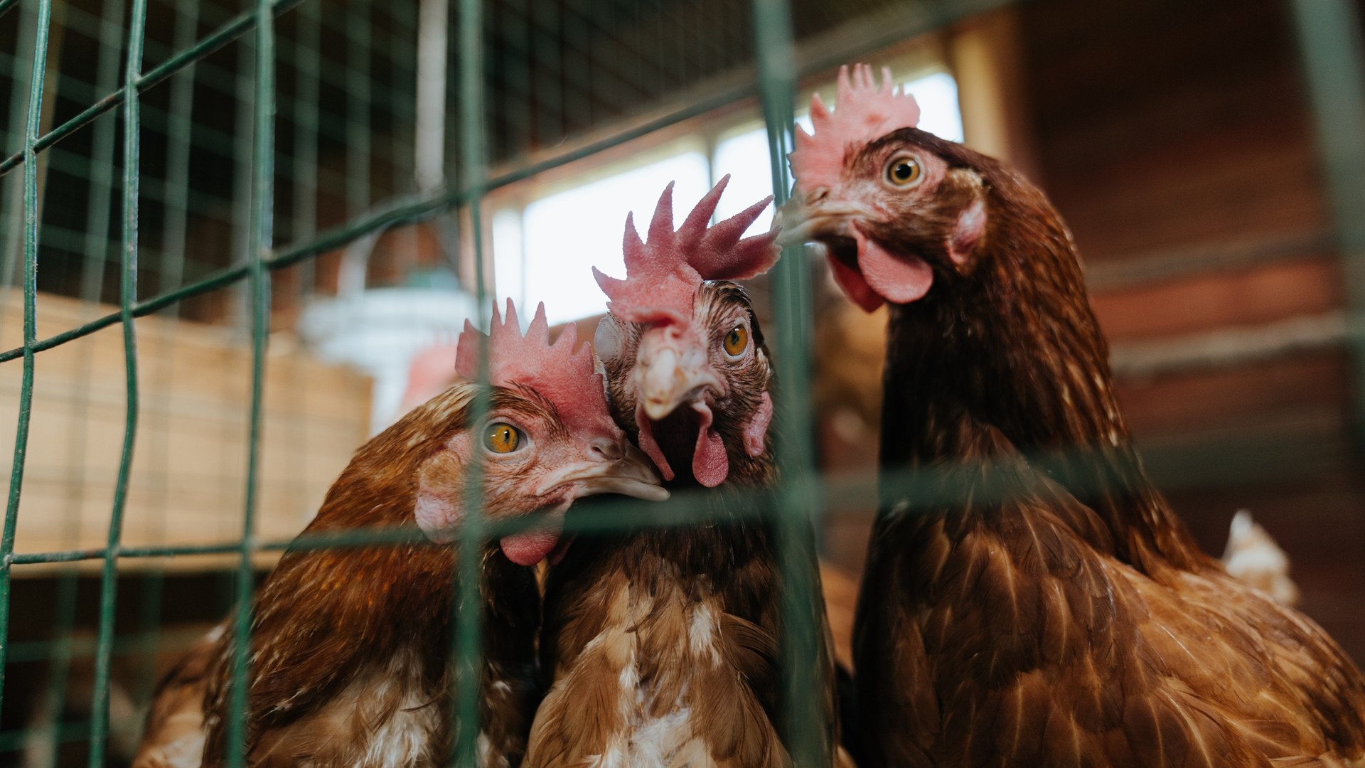 塔图姆打破得分荒连续三场三十分以上,塔图姆总得分