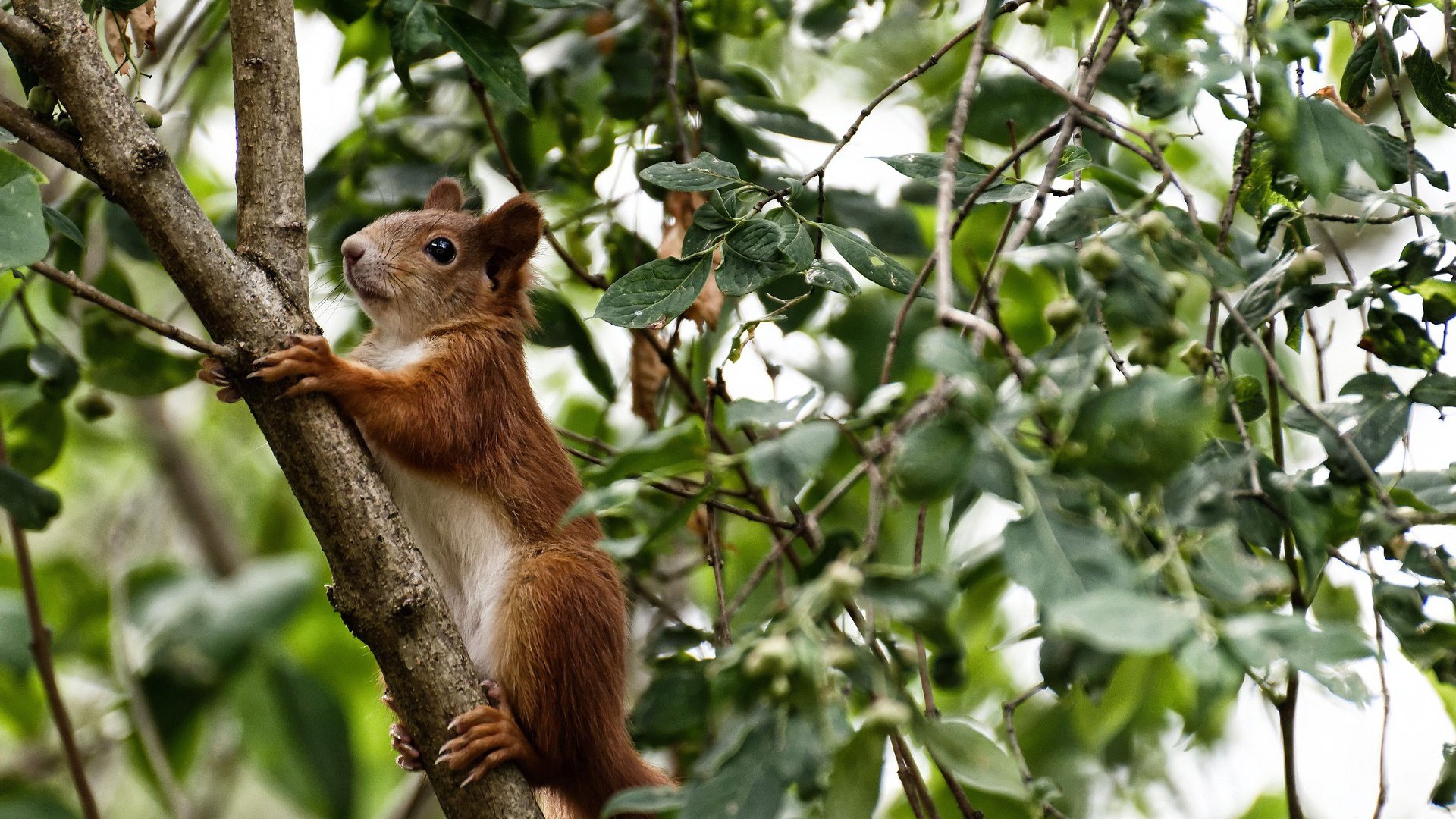 爱游戏体育（AYX）官方APP下载-太阳射手状态火热赛前命中率高达九成，2021年太阳射手