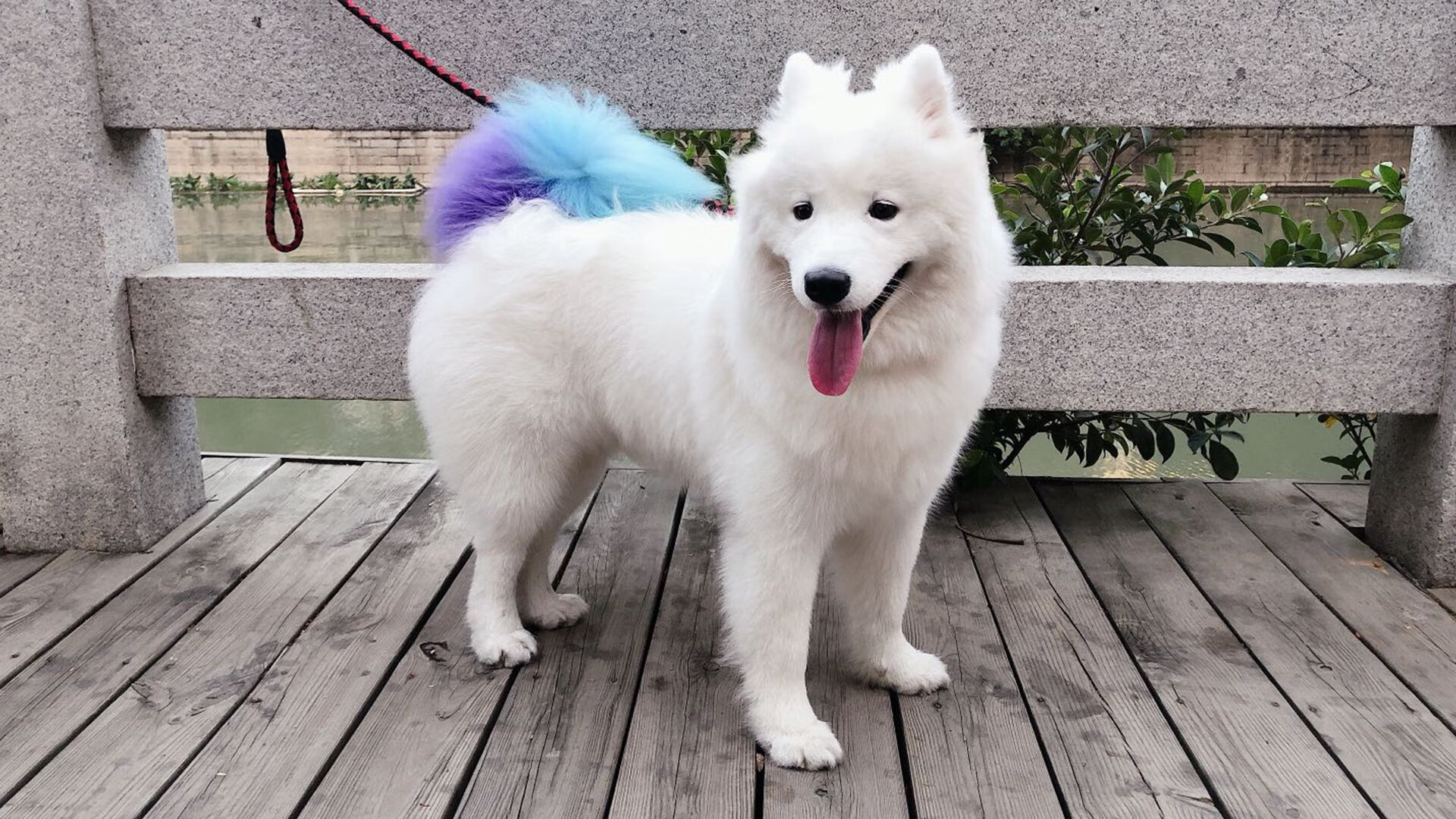 拉文突破上篮公牛继续刷新纪录,公牛队的拉文是扣篮王吗