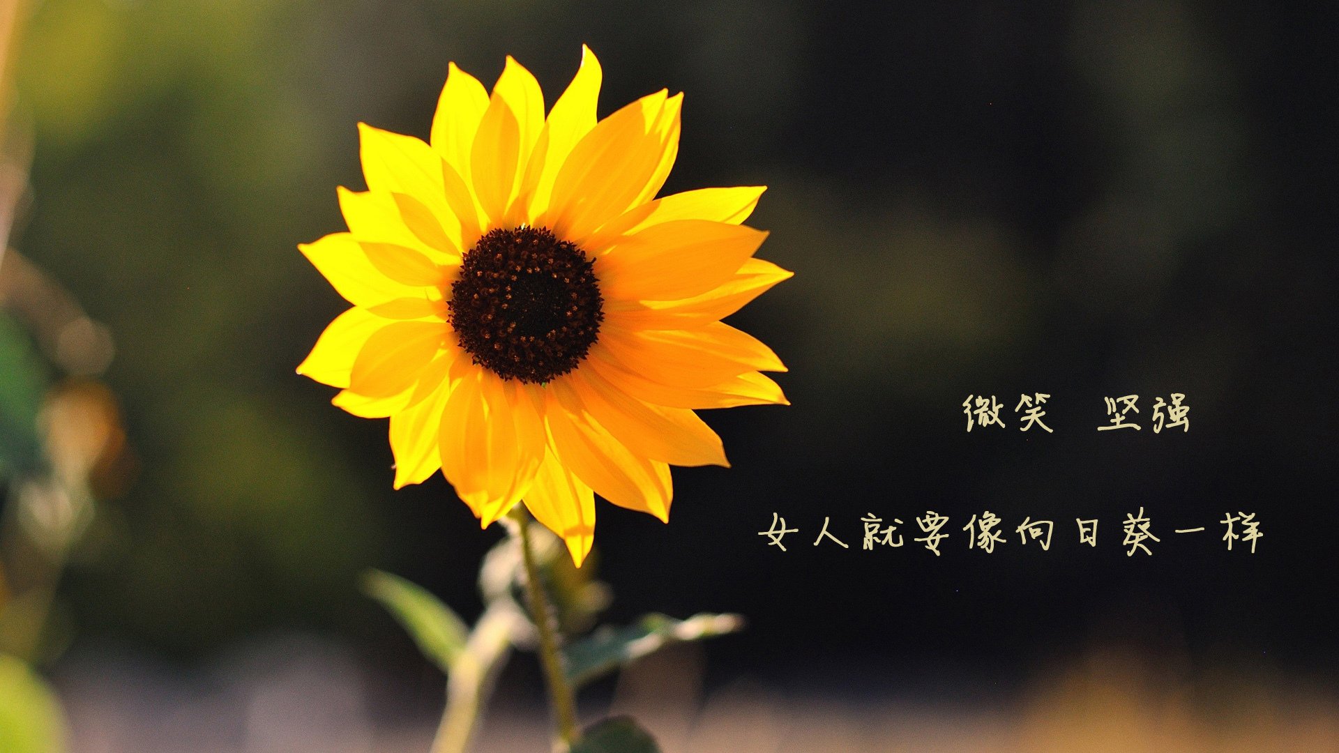 科技赋能打造未来足球场馆，绿色智能系统全面升级，足球智能云科技