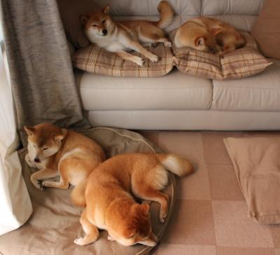 蛙泳比赛摩纳哥表现坚韧不拔,蛙泳世界冠军慢动作视频